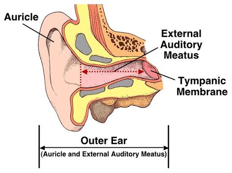 Figure 2. Outer ear, consisting of the auricle and the external auditory meatus (canal). The external auditory meatus extends from the aperture (opening) of the ear canal to the tympanic membrane (shown by the dotted line). External Ear Anatomy, Ear Diagram, Tympanic Membrane, Biochemistry Notes, Ear Anatomy, Outer Ear, Birthday Wishes For Boyfriend, Ear Canal, Human Ear