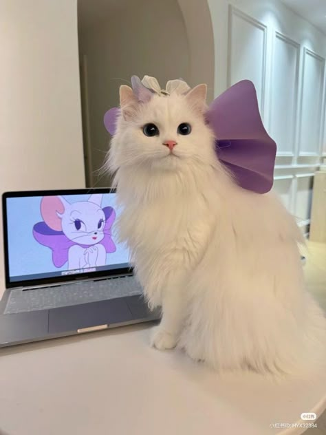 Cute Animal Memes, Purple Bow, Cats Photos, Cute Cats Photos, Little Animals, Silly Cats, Cute Pets, Pretty Cats