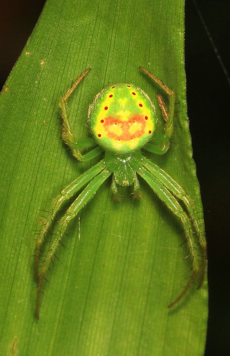 Spider Bites Piercing, Arachnids Spiders, Huntsman Spider, Weird Insects, Spider Pictures, Crab Spider, Green Spider, Spider Species, Garden Spider