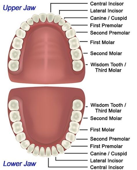 Do you know what the different types of teeth are? Check out this diagram that shows the four types of teeth we have and more! . . . . .… Dental Assistant Study Guide, Modern Centre Table Designs, Teeth Diagram, Dental Notes, Tooth Anatomy, Tmj Symptoms, Anatomy Education, Teeth Anatomy, Dental Assistant Study