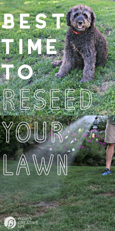 Reseeding Lawn, Overseeding Lawn, Planting Grass Seed, Fall Lawn Care, Lawn Repair, Spring Lawn Care, Fall Lawn, Planting Grass, Tattoo Plant