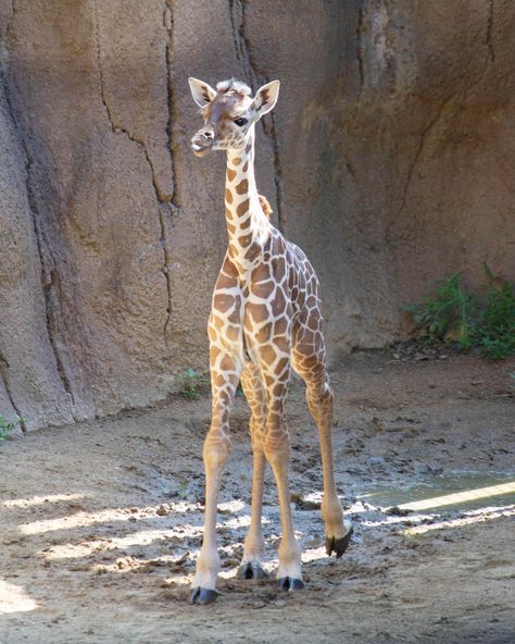 Earth Queen, Baby Giraffes, Zoo Games, Zoo Pictures, Baby Zoo Animals, Zoo Giraffe, Dallas Zoo, Baby Nursery Art, Living Place