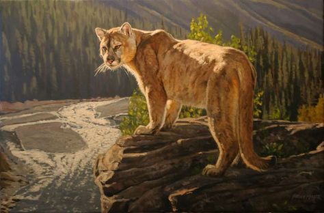 Cougar painting by Bruce Miller Greg Beecham, Shadow Riders, Wildlife Landscape, North American Wildlife, Big Cats Art, Mule Deer, Wildlife Paintings, Mountain Lion, Wildlife Artists