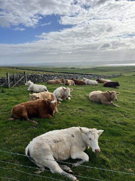 #ireland #cows #cute #travel #photography Ireland Countryside Aesthetic, Ireland Farm, Ireland In Spring, Ireland Scenery, Ireland Spring, Irish Aesthetic, Cows Cute, Rural Ireland, Farm Renovation