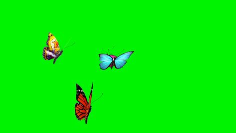 Group of Butterflies Flying Green Screen 3D Rendering Animation Stock Footage,#Flying#Green#Group#Butterflies Butterfly Green Screen, Green Butterfly Background, Birds Green Screen Video, Green Screen Birds Flying Video, Green Screen Butterfly Video, Green Screen Video Backgrounds Youtube, Hanuman Photos, Green Screen Video Backgrounds, Iphone Background Images