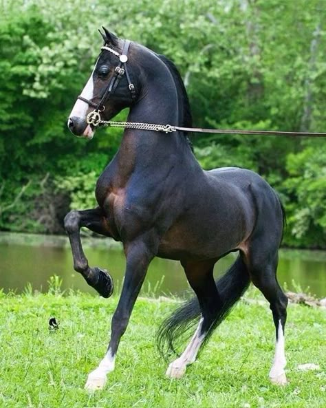 Beautiful Stallion Horses, Dynamic Horse Photography, Horses Reference Photos, Horses Poses, Horse Reference Drawing, Horse Poses Reference, Horse Pose Reference, Horses Reference, Horse Reference Photos