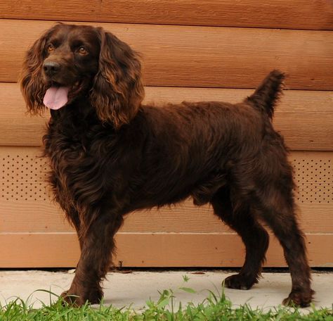 Boykin Spaniel Puppies, Boykin Spaniel, Every Dog Breed, Spaniel Breeds, Akc Breeds, Disabled Dog, Royal Blood, Cute Dog Pictures, Spaniel Puppies