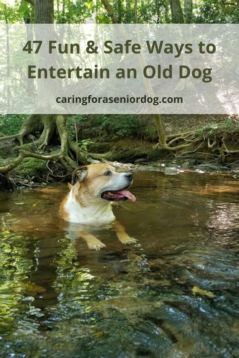 Senior Dog Quotes, Senior Dog Photoshoot, Dog Food For Senior Dogs, Dogs Activities, Dog Exercise Ideas, Food For Senior Dogs, Dog Bad Breath, Dogs Hacks, Senior Dog Food