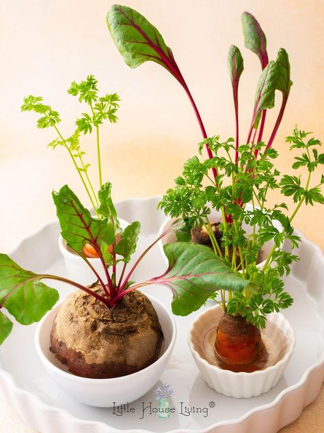 Unlock the secret to endless greens with vegetables that can be regrown from scraps you already have! It's the ultimate hack for fresh produce and stretching your dollar further. Grow Beets, Beet Plant, Growing Beets, Plantarea Legumelor, Growing Vegetables Indoors, Tanaman Air, Regrow Vegetables, Gardening With Kids, Kitchen Scraps