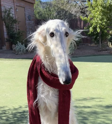 Borzoi Dog, Christmas Posts, Goofy Dog, Aesthetic Dog, Silly Dogs, Dog Cute, Silly Animals, Fluffy Animals, Cute Little Animals