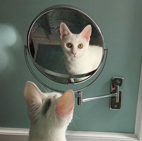 Cat Looking In The Mirror, Comedy Wildlife Photography, Pretty Kitty, Michigan Usa, Pet Photography, Cat Photography, Photography Awards, Illustration Inspiration, School Art