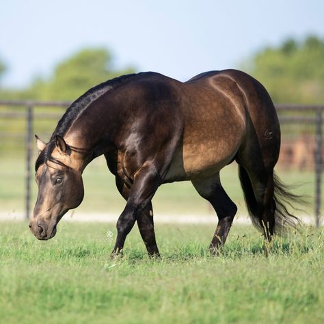 Whizkey N Diamonds – Stallion Register Directory Sooty Buckskin Horse, Buckskin Quarter Horse, Buckskin Horses, Aqha Stallion, Quarter Horse Stallion, Aqha Horses, Buckskin Horse, Stallion Horses, Reining Horses