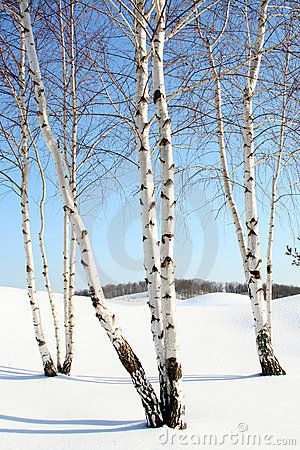 Birch Trees in the Winter by Nancy Kennedy, via Dreamstime Birch Tree Photography, 자작나무 그림, Birch Trees Landscaping, Birches Painting, White Birch Trees, Birch Tree Art, Nails Healthy, Birch Tree Painting, December Nails