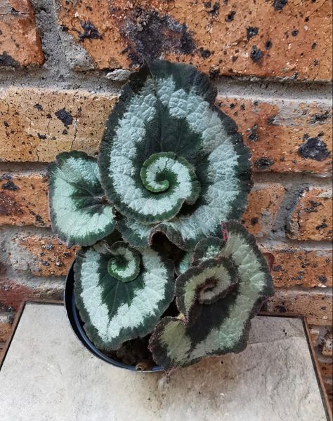 Begonia Escargot, Exotic House Plants, Goth Garden, Plant Goals, Growing Gardens, Lily Plants, Inside Plants, Unusual Plants, Plant Aesthetic