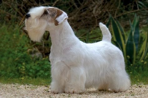 Sealyham Terrier Puppies, Bichon Maltese, List Of Dog Breeds, Dog Types, Small Terrier, Sealyham Terrier, Every Dog Breed, Akc Breeds, Dog Pic