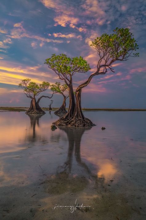 Mangrove Trees of Walakiri Beach, Indonesia Mangrove Tattoo, Mangrove Tree, Mangrove Trees, Landscape References, Mangrove Swamp, Tree Textures, Mangrove Forest, Drawing Examples, Beautiful Tree