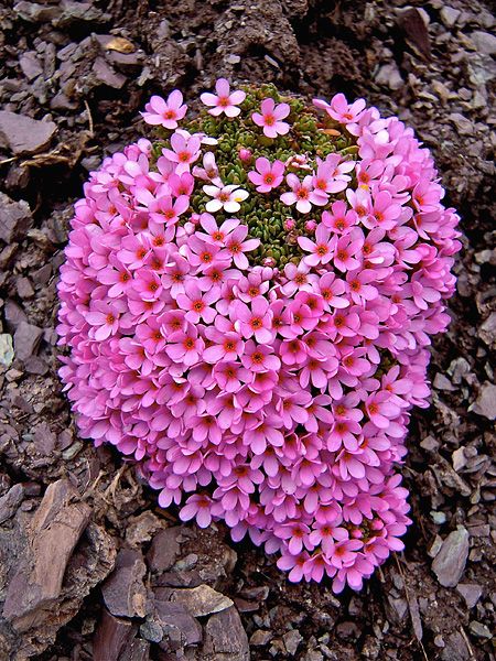 Rock Plants, Alpine Flowers, Alpine Garden, Rock Garden Plants, Rock Flowers, Alpine Plants, Wonderful Flowers, Unusual Plants, Unusual Flowers