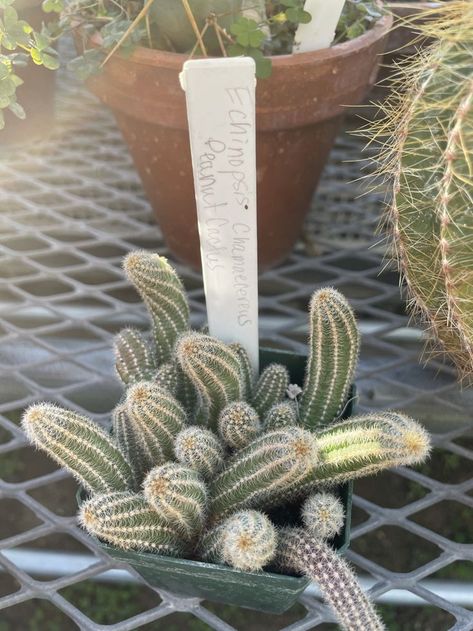 Peanut Cactus, Cactus Plants, Peanut, Cactus, Plants