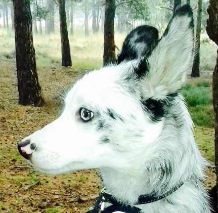 Koolie Dog, Mini Rex Rabbit, Rabbit Breeds, All Breeds Of Dogs, Red Heeler, Belgian Malinois, Dog Daycare, Can Dogs Eat, Australian Cattle Dog