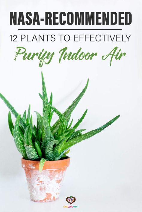 Clean Air Plants, Aloe Vera Uses, Oxygen Plant, Natural Decongestant, Air Cleaning Plants, Weeping Fig, Apartment Gardening, Air Purifying House Plants, Turmeric Vitamins