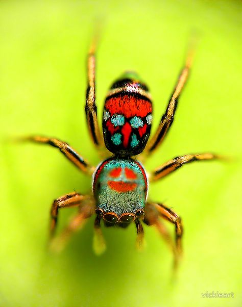 colorful spider by vickieart Colourful Spiders, Pretty Spiders, Colorful Spiders, Beautiful Spiders, Spider Arachnid, Colorful Spider, Peacock Spider, Colorful Bugs, Arachnids Spiders