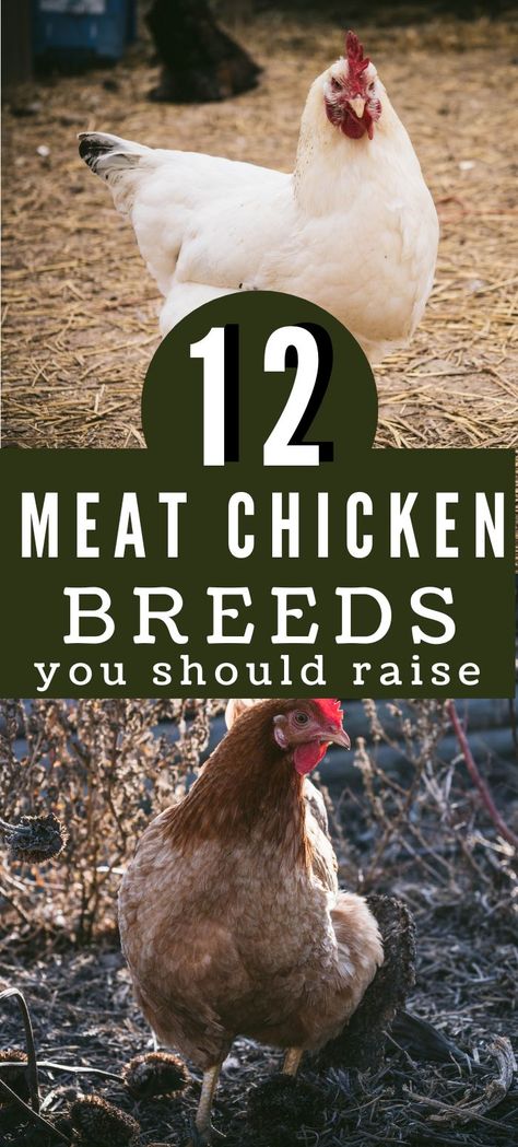 Chicken Breeds For Meat, Meat Chicken Pen, Meat Birds Raising, Raising Chickens For Meat, Raising Meat Chickens For Beginners, Best Meat Chickens, Meat Chickens Raising, Meat Chicken Coop, Chicken Husbandry