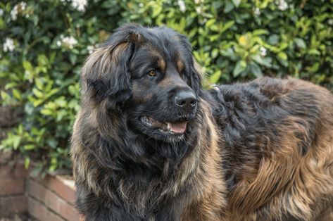 12 Most Gentle Giant Dog Breeds Big Hypoallergenic Dogs, Big Dogs That Dont Shed, Largest Dog Breeds, Big Dog Breeds Gentle Giant, Massive Dog Breeds, Dog Breeds Big, Big Brown Dog, Worlds Biggest Dog, Japanese Mastiff