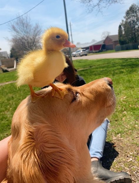 Cutee Animals, Cute Ducklings, Baby Animals Pictures, Baby Ducks, Super Cute Animals, Fluffy Animals, Cute Animal Photos, Cute Animal Pictures, Funny Cat Videos