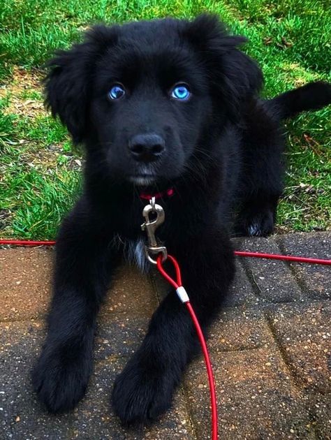 20+ Rare Hybrid Animals That Made Us Marvel at Their Charm / Bright Side Golden Retriever Husky, Golden Retriever Mix, Husky Mix, Blue Merle, Retriever Puppy, Cute Dogs And Puppies, Golden Retrievers, Cute Puppy