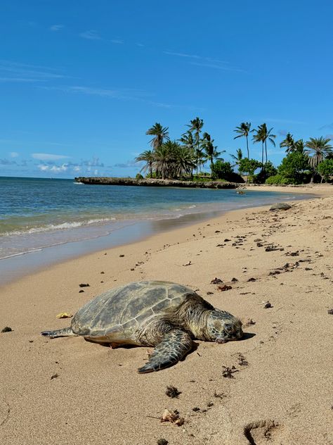 Turtle Beach Hawaii, Turtle On Beach, Lanikai Beach, Beach Pic, Green Sea Turtle, Beautiful Sea Creatures, Turtle Beach, Hawaii Life, Hawaii Trip