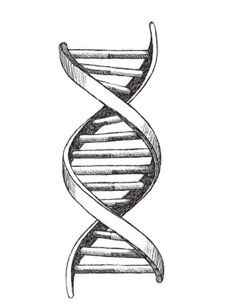 Probability Tattoo, Dna Strand Art, Dna Helix Drawing, Dna Structure Drawing, Laboratory Tattoo Ideas, Dna Helix Tattoo, Dna Sketch, Dna Tattoo Design, Dna Tattoo Ideas