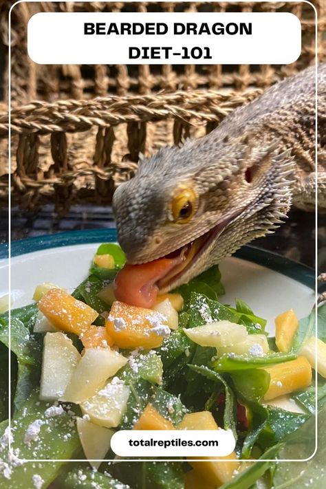 bearded dragon diet Diy Bearded Dragon Hideout, Caring For Bearded Dragon, Bearded Dragon Accessories Diy, Bearded Dragon Food Chart, Diy Bearded Dragon Clothes, Bearded Dragon Veggie List, Bearded Dragon Salad Recipe, Bearded Dragon Water Fountain, Bearded Dragon Cake