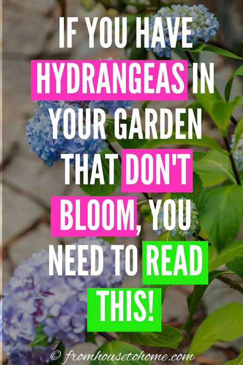 Hydrangea And Hostas Landscaping, Baking Soda For Hydrangeas, Hydrangea Landscaping Ideas, What To Plant With Hydrangeas, Hydrangea Plant Care, When To Prune Hydrangeas, Shade Loving Shrubs, Pruning Hydrangeas, Hydrangea Landscaping