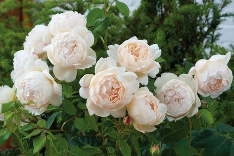 David Austin Roses Garden, David Austin Climbing Roses, Old English Roses, Rose Plant Care, Rose Garden Design, Fragrant Roses, Austin Rose, Climbing Rose, Rose Varieties