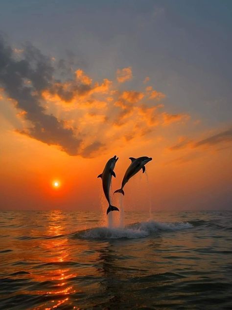 Summer Dolphin, Dolphin Pictures, Dolphin Photos, Beach Sunset Wallpaper, Cute Summer Wallpapers, Beautiful Ocean Pictures, Karakter Disney, Beautiful Sea Creatures, Ocean Pictures