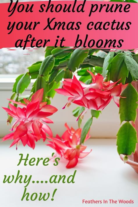 Red Christmas cactus plant blooming in window Potato Garden, Growing Cucumbers Vertically, Christmas Cactus Propagation, Lush Christmas, Christmas Cactus Care, Christmas Cactus Plant, Holiday Cactus, Healthy Soil, Cactus Care