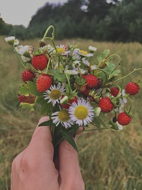 Strawberry Summer, Instagram Story Filters, Summer Wines, Fruit Plants, Spring Aesthetic, Alam Yang Indah, Nature Girl, Sweet Life, Nature Aesthetic