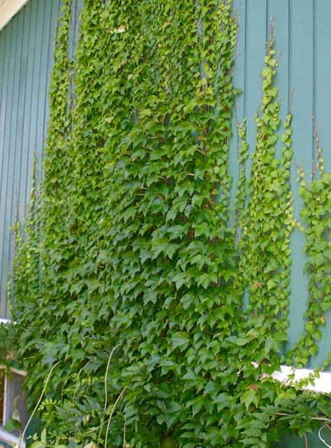 A selection of the classic Virginia Creeper with smaller leaves and a less vigorous growing habit. In the fall Engelmann's Ivy leaves turn a beautiful flamming red. Indoor Vine Plants, Parthenocissus Quinquefolia, Wall Climbing Plants, Indoor Vines, Vine Ideas, Climbing Hydrangea, Wall Climbing, Virginia Creeper, Plant House