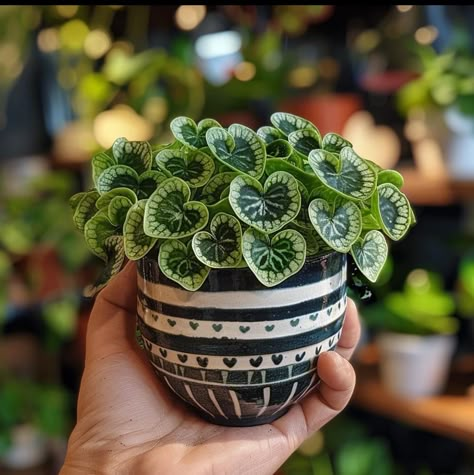 Plant Goals, Plants Are Friends, Inside Plants, Plant Aesthetic, House Plants Decor, House Plants Indoor, Pretty Plants, Succulents Garden, Cool Plants