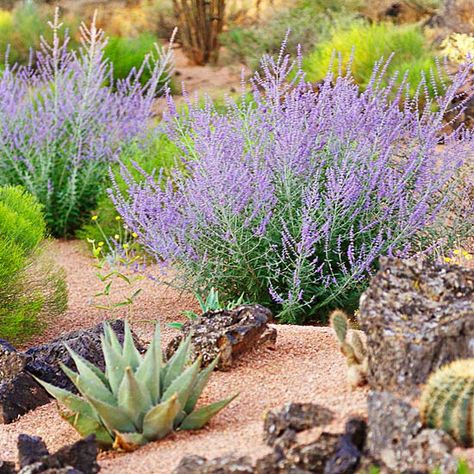 Arizona Backyard Landscaping, Desert Landscaping Backyard, Desert Landscape Design, Desert Backyard, Xeriscape Landscaping, Arizona Backyard, Russian Sage, Century Plant, Arizona Landscape