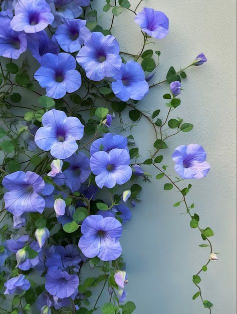 Blue Cosmos Flowers, Periwinkle Flower, Ivy Flower, Tattoo Plant, Periwinkle Flowers, Trailing Flowers, Very Beautiful Flowers, Rose Oil Painting, Hibiscus Plant