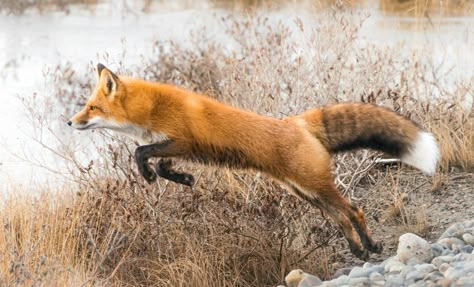 Fox Leaping, Snow Planet, Fox Jumping, Jumping Fox, Fox Images, Saint Roch, Fox Pictures, Foxes Photography, The Ancient Magus Bride