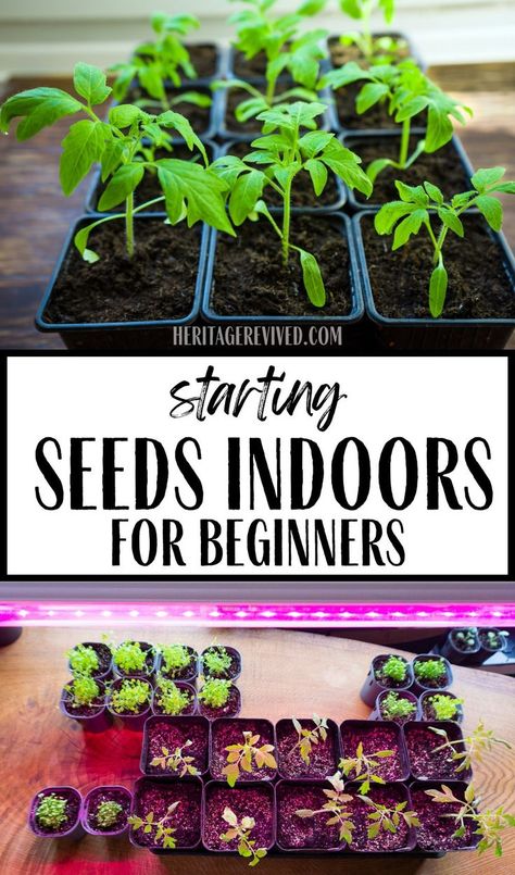 Image of seedlings in potting trays with text "Starting seeds indoors- for beginners" Starting A Garden Indoors, Plant Starts Indoors, Start Garden Indoors, How To Start Vegetable Seeds Indoors, Start Indoor Garden, Seeds Indoors Starting, Seeding Indoors Starting, Starting Plants Indoors, How To Plant Seeds Indoors