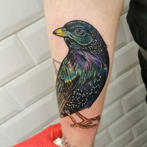 Here's a cheeky Starling  #birdtattoo #starlingtattoo #wildlifetattoo #skulltattoo #blackworktattoo #inkyswallows #inkyswallowstattoostudio… Starling Tattoo, Signature Tattoo, Wildlife Tattoo, Rabbit Tattoo, Red Rabbit, Finish Work, Trending Tattoo, Fort Wayne Indiana, Flowers Tattoo