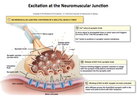 Steps of Skeletal Muscle Contraction, Excitation at the Neuromuscular Junction (Quiz 5) Diagram | Quizlet Skeletal Muscle Contraction, Muscle Contraction Steps, Neuromuscular Junction, Start Studying, Neurological System, Physical Therapy Assistant, Plasma Membrane, Goal Oriented, Spinal Nerve