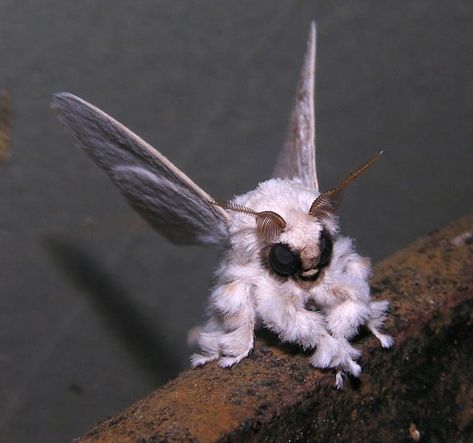 Venezuelan Poodle Moth, Poodle Moth, Cool Bugs, Beautiful Bugs, Unusual Animals, Rare Animals, Creepy Crawlies, Bugs And Insects, Weird Animals