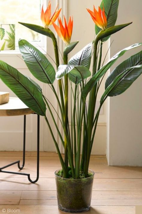 Indoor Tropical Plants Houseplant, Trendy Plants Indoor, Big Leaf House Plants, Big Plants Outdoors, Plants For Birds, Indoor Plants With Flowers, Statement Plants Indoor, Big Leaf Indoor Plant, House Plants Decor Indoor