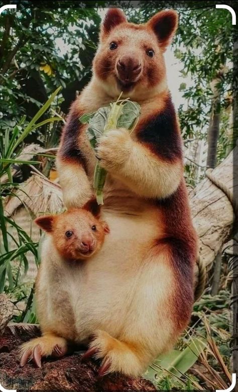 Australian Wildlife, Wild Creatures, Unusual Animals, Animal Habitats, Australian Animals, Silly Animals, Cute Wild Animals, Cute Creatures, Exotic Pets