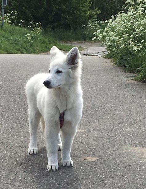 White German Shepard Puppy, White Shepherd Puppy, White German Shepherd Aesthetic, White Swiss Shepherd Dog, White Shepherd Dog, Swiss Shepherd, White Husky, White Shepherd, White German Shepherd