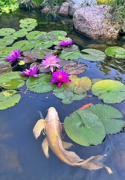 A Scottish Home, a Beautiful Blue Kitchen, and My Koi Pond : Friday Finds - Town & Country Living Koi Pond Photography, Koi Pond Top View, Koi Fish Pond Photography, Koi Pond Landscaping, Koi Fish In Pond, Koi Pond Art, Fish In Pond, Japanese Pond, Coy Pond